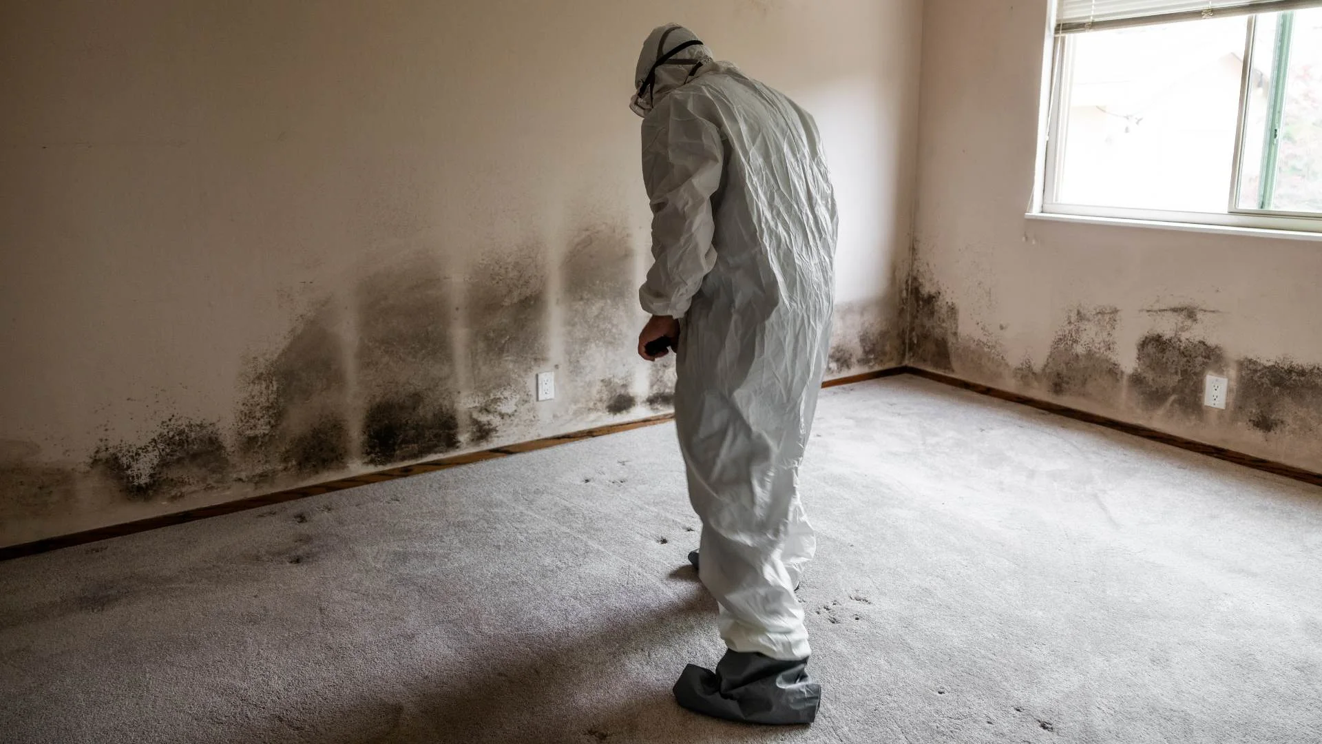 Hidden mold found inside an opened residential wall