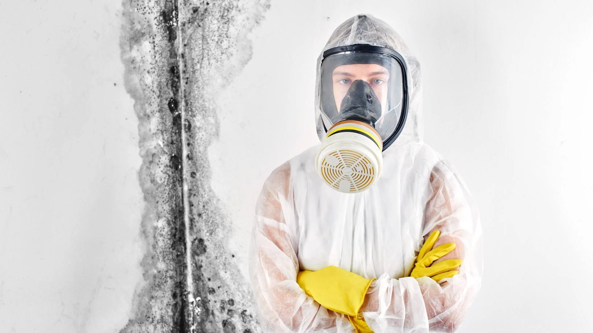 Mold remediation specialist inspecting a wall