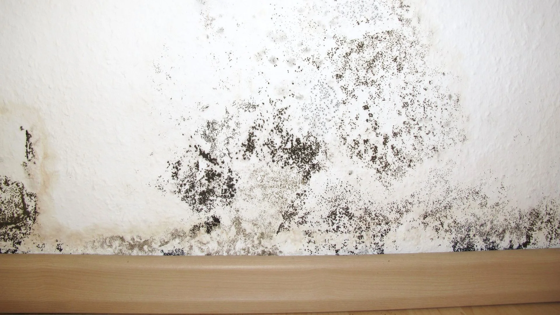 Moisture and mold staining beneath roof framing